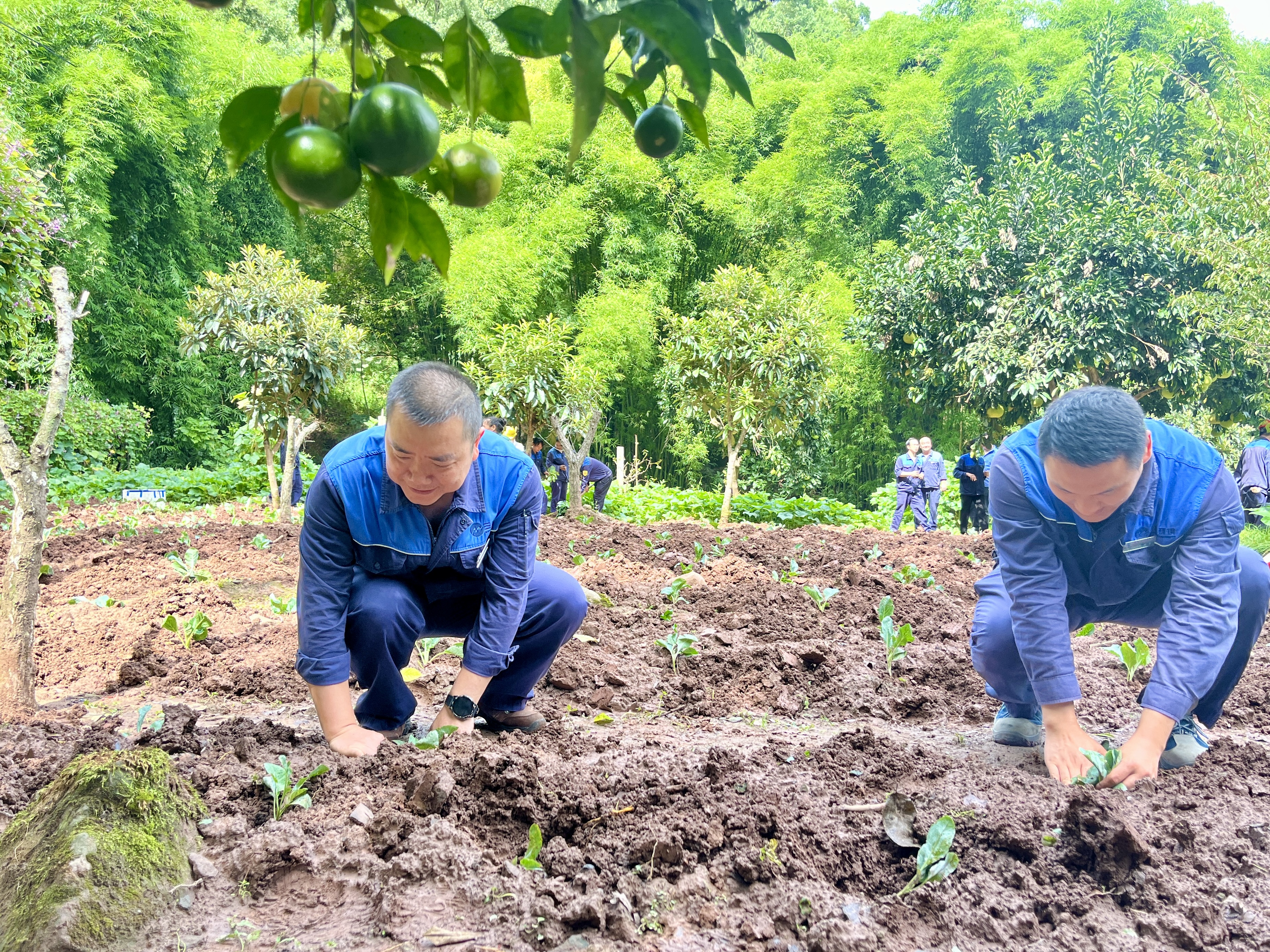 IMG_4555.JPG IMG_4555.JPG